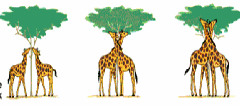 Hakuna Matata: First week of class - Introduction
